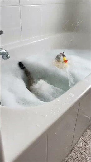 Target Acquired... MISTAKE MADE! 🛁💦 Cat falls in Tub #shorts #tabbycat #trap #cat #funny #냥춘기
