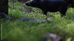 A 3D razorback wild boar, or hog, decoy target set up in a forest for bowhunter practice and competition.