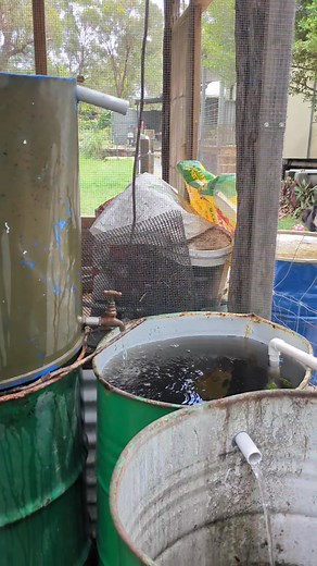 Stage 1: The start of aquaculture system to grow fish treats for the ducks and their fresh greens. | Bohemian Warriors