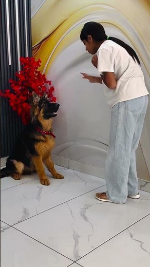 Smart German Shepherd Training 🐕 | Obedience Training #shorts