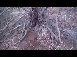 Cubby set for bobcats. It really works!