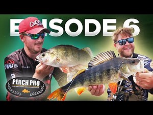 PERCH PRO 7 - Episode 6