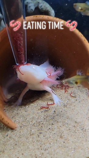 #axolotl #eating #foryou @qctommy