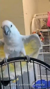 Parrot Dance Party!!!! #parrot #cockatoo #dancing #exoticbirds #shorts #funny