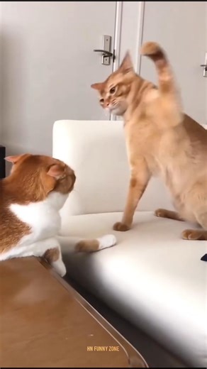 “OMG 😱 This Cat SLAP Came Outta NOWHERE! 😾👋 #Shorts”