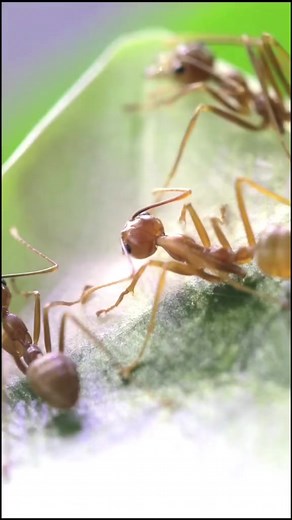4.7K views · 120 reactions | Amazing Asian Weaver Ants (Part 2)#ants #antscanada #acfamily #antloveforever #antcolony #antfarm #weaverants #nature #insects #animals #science | AntsCanada | Facebook