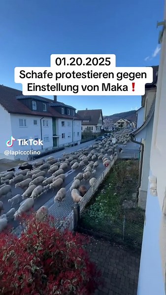 Schafe Protestieren Gegen Die Einstellung Von Maka