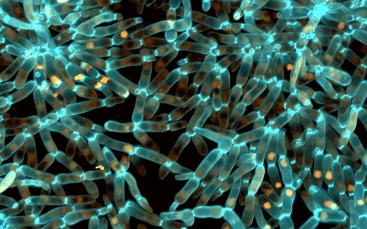 Changes in Protein Folding Can Drive Evolution | Cell And Molecular Biology