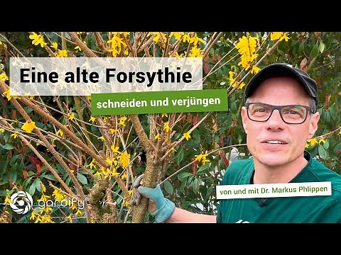 Pruning and rejuvenating forsythias – Important things to keep in mind! | gardify tips