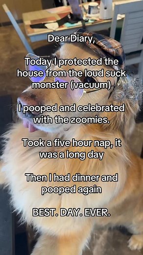 Anyone else celebrate every poop like it’s a festival? 💩🎉 #funnydog #deardiary #goldenretriever #doglover #dogsofinstagram #explore #dogstagram #dogproblems | A Golden and Fam
