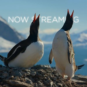 27K views · 574 reactions | There's a whole world out there. Our Planet narrated by David Attenborough is now streaming | Netflix | Facebook