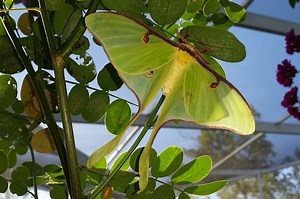 5 Silk Moths That Might Be in Your Backyard