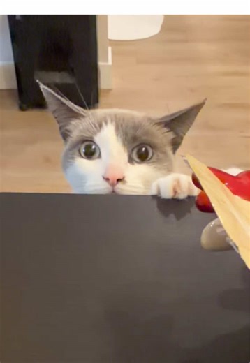 Hard to say no. #catsoftiktok #cat #cutecat #catlife #fyp