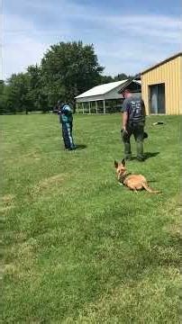 Police K9 certification prep in action a look inside one of our free training workshops. #k9life