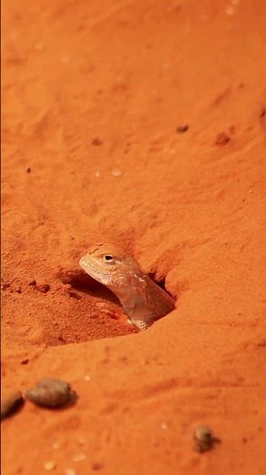 Discover the Deserts! | Educational Videos for Kids | @HappyLearningES