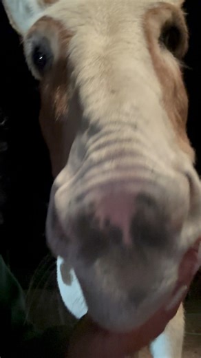 Per company policy, please do not forward this message to the coyotes tysm | Useless Farm