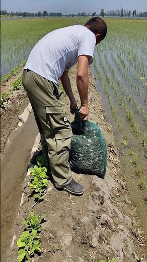 Releasing Baby Crabs Into Rice Fields — A Hidden Farming Method 👀