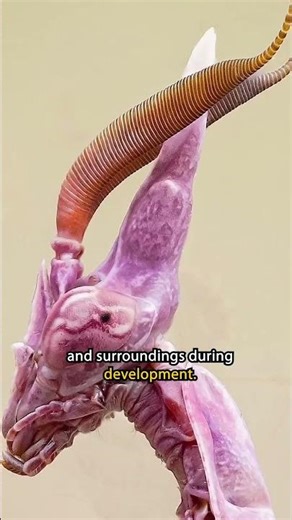 This Mantis Looks Unreal