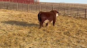 Finished up pictures on the feature sale bulls today. Very thankful for all the crew involved and the great job they did to get them done. Pictured a couple herd sires also. CL 1 Domino 3262L was sure proud to strut his stuff. His first sons sell on March 9th. | Holden Herefords