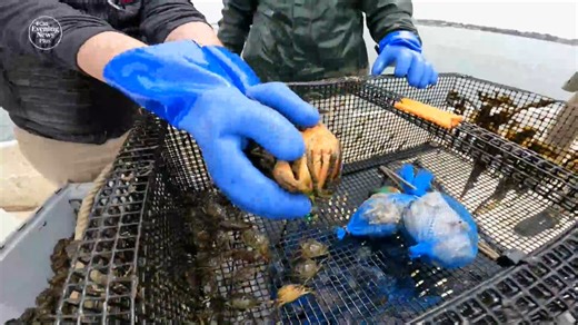 Off the coast of New England, the warming of the ocean is fueling the spread of the Green Crab, one of the world's most invasive species. Now, an effort is underway to turn the crabs that were previously not eaten into a seafood staple. | CBS Evening News