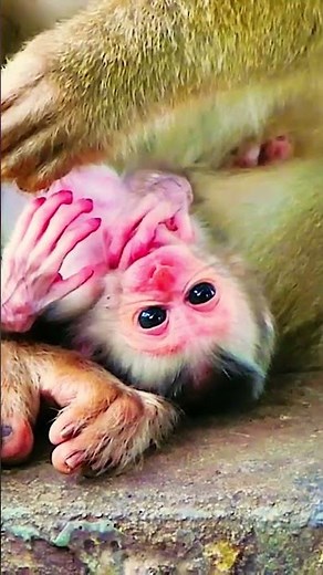 Newborn Monkeys Are Full of Life! Adorable Action Moments