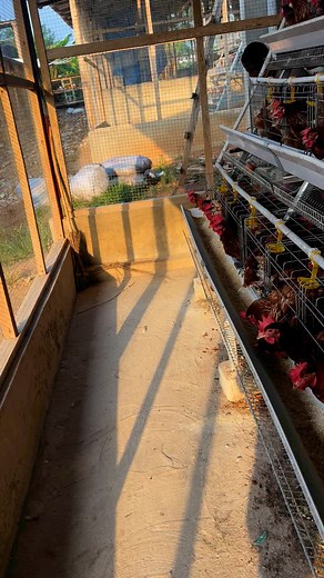 Youth empowerment in animal farming. Kindly follow and inbox me for more information #startpoultryfarminginafrica #stopimportationoffrozenchicken | Adu Ababio