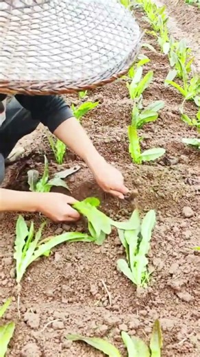 easy techniques for growing vegetables #farming #agriculture #shorts