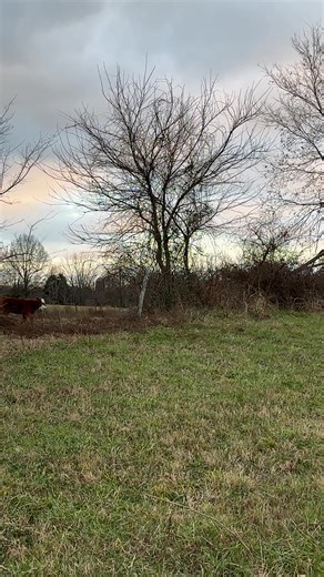 So this is awkward! Remember when you all helped us name Turk, the boy calf?? Well, it turns out he is a SHE!! Many of you commented on the very first vid of Turk that he was def a boy and we thought so too, but sometimes the site of the umbilical cord can sure be deceiving for a few days and sure enough in Turk’s case - it was! We still love her name as it will be a strong name that defines a strong female as she is sure to be! This is her entering the new grazing field a couple of days ago. Wi