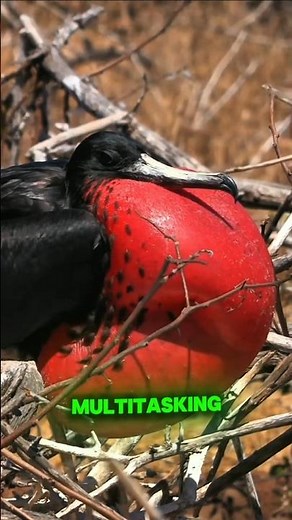 This Bird Can Sleep While Flying?! 😱 | Frigate Bird Facts