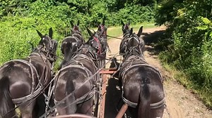 21K views · 937 reactions | Matching Mules, 6 black Mules in Action. Hutto Mule and Farming. #mules #black | Hutto Mule and Farming | Facebook