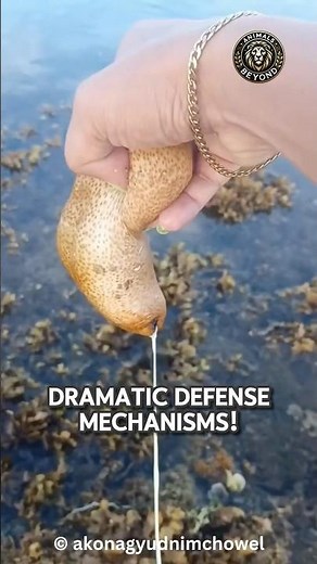 It Survives by Throwing Out Its Own Organs!🤯 Sea Cucumber