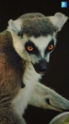 Earth’s Most Unique Island