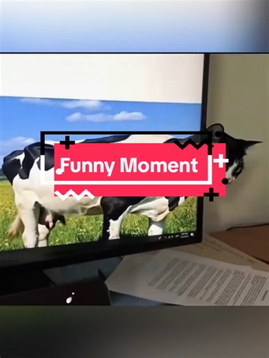 Hilarious Cat Moments That Will Make You Smile