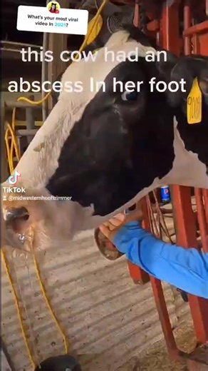 #answer to @im_siowei #midwesternhooftrimmer #cows #youtube #relax #asmr #foot