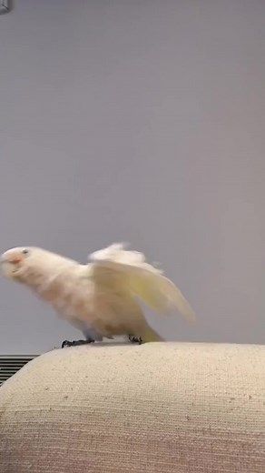 shake dat birb butt! #pets #parrot #bird #birb | Nerdecrafter