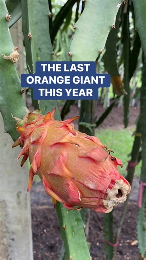 Victoria Farm on Reels