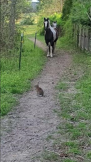 Bunny Terrifies Horses - Ozzy Man Quickies
