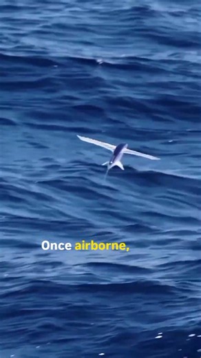 flying fish is not just fly they glide #animals