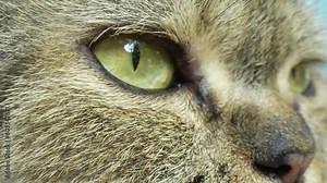 Enchanting cat eyes, captured in macro detail, unveil a kaleidoscope of colors and intricate patterns. This mesmerizing video reveals the feline mystique in every dilating pupil. 4K