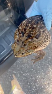 Cane (Bufo) Toads are bad and they are HUGE. This video should help you identify them. There are people who make it a mission to capture and humanely destroy as many as they can. Unfortunately, there is no shortage. They are everywhere, and this is the time of year they are most active. Remember, do not leave pet food bowls outside. They are magnets for the toads who are always looking for a free meal. 📷 Margaret Rush in Tampa. More info ——-> https://myfwc.com/wildlifehabitats/profiles/amphibia