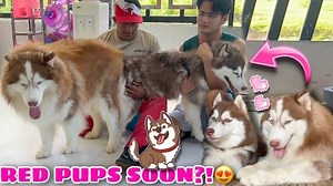 67K views · 3.7K reactions | Hercules & Mishka Are Having Puppies Soon! | COPPER PUPS COMING! | Husky Pack TV | Husky Pack TV | Facebook
