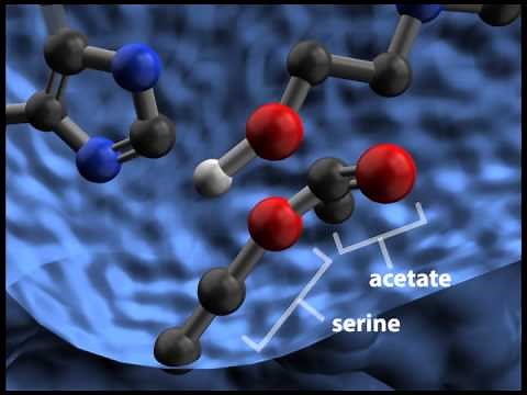 Acetylcholinesterase Cleaving Acetylcholine