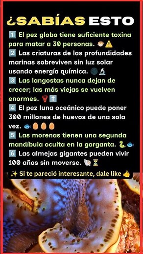 6 Datos Salvajes del Océano Que No Vas a Creer 😱🌊🐠