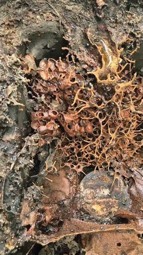 Australian native bee rescue #bee #australia #amazing #nativebee #beekeeper #stinglessbee #beautiful