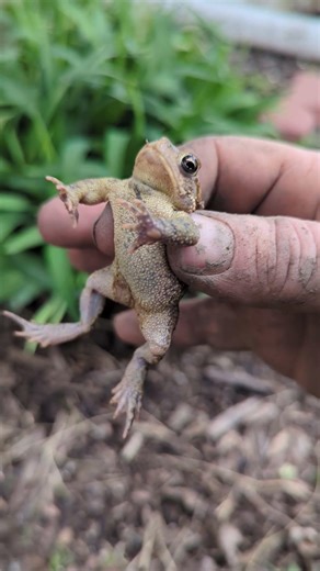 Male toad sings.