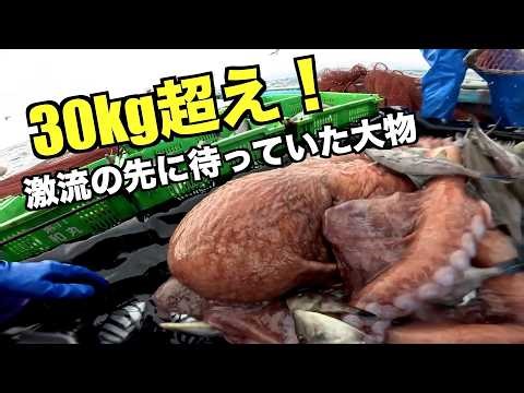 【巨大ミズダコ出現】30kg超えの巨体と荒れた海での漂流物回収と漁師の責任 #3