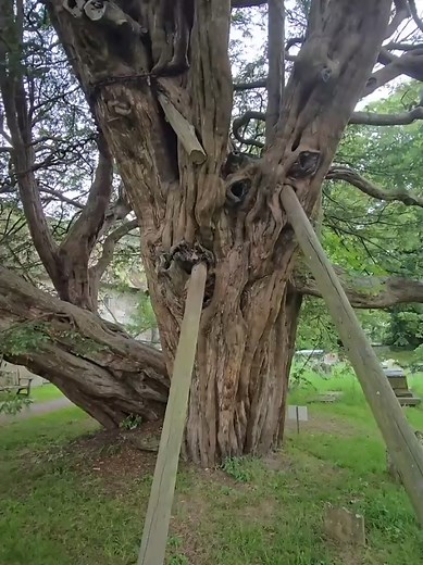 The Ancient Wilmington Yew: A Timeless Symbol