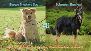 Basque Shepherd Dog vs. Bohemian Shepherd: A Breed Comparison