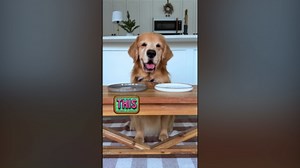 Tucker’s Ultimate Food Test – Which Treat Wins? 🍗🐾