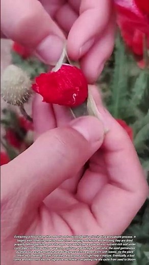 A Red Flower Slowly Emerging from Its Tiny Seed and Starting to Bloom